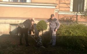 Foto: Radiosarajevo.ba / Zasađena stabla magnolije ispred Rektorata